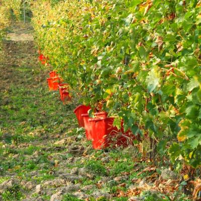 Ceste Rosse