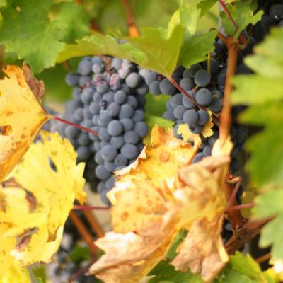 Tenuta Borri Uva Nera