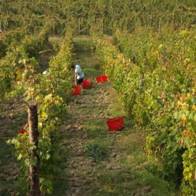 Vendemmia 2018 Tenuta Borri