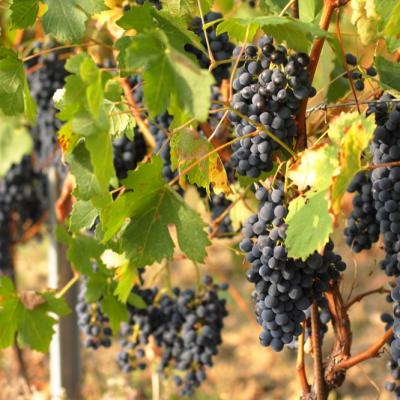 Vigneto Uva Nera